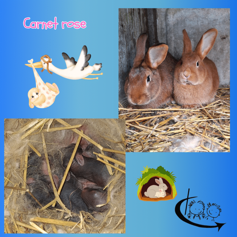 Une belle surprise au jardin de l’école 🐰🌿